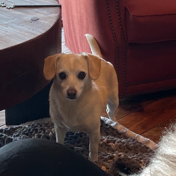 👜 JUICY COUTURE Black Label Mini Dress - Picture 14 of 14